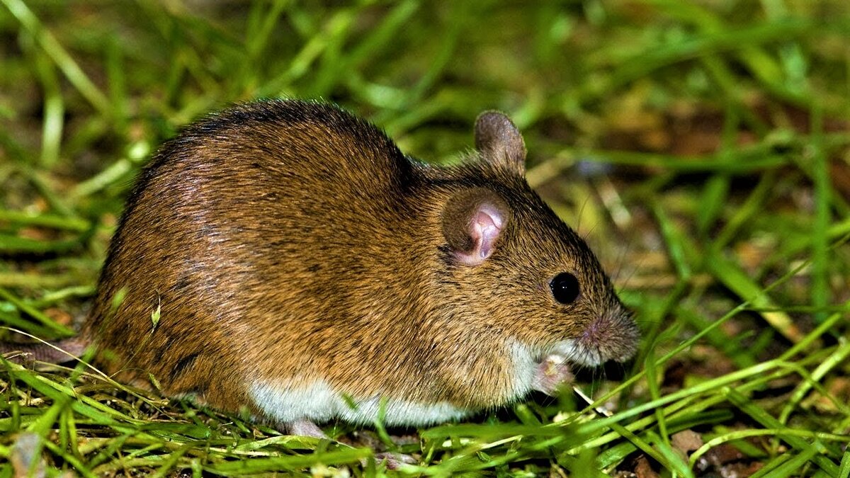 Фото взято из свободного доступа. Примерно таким был и тот зверёк из ямы. 