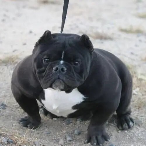 . toadline exotic bully