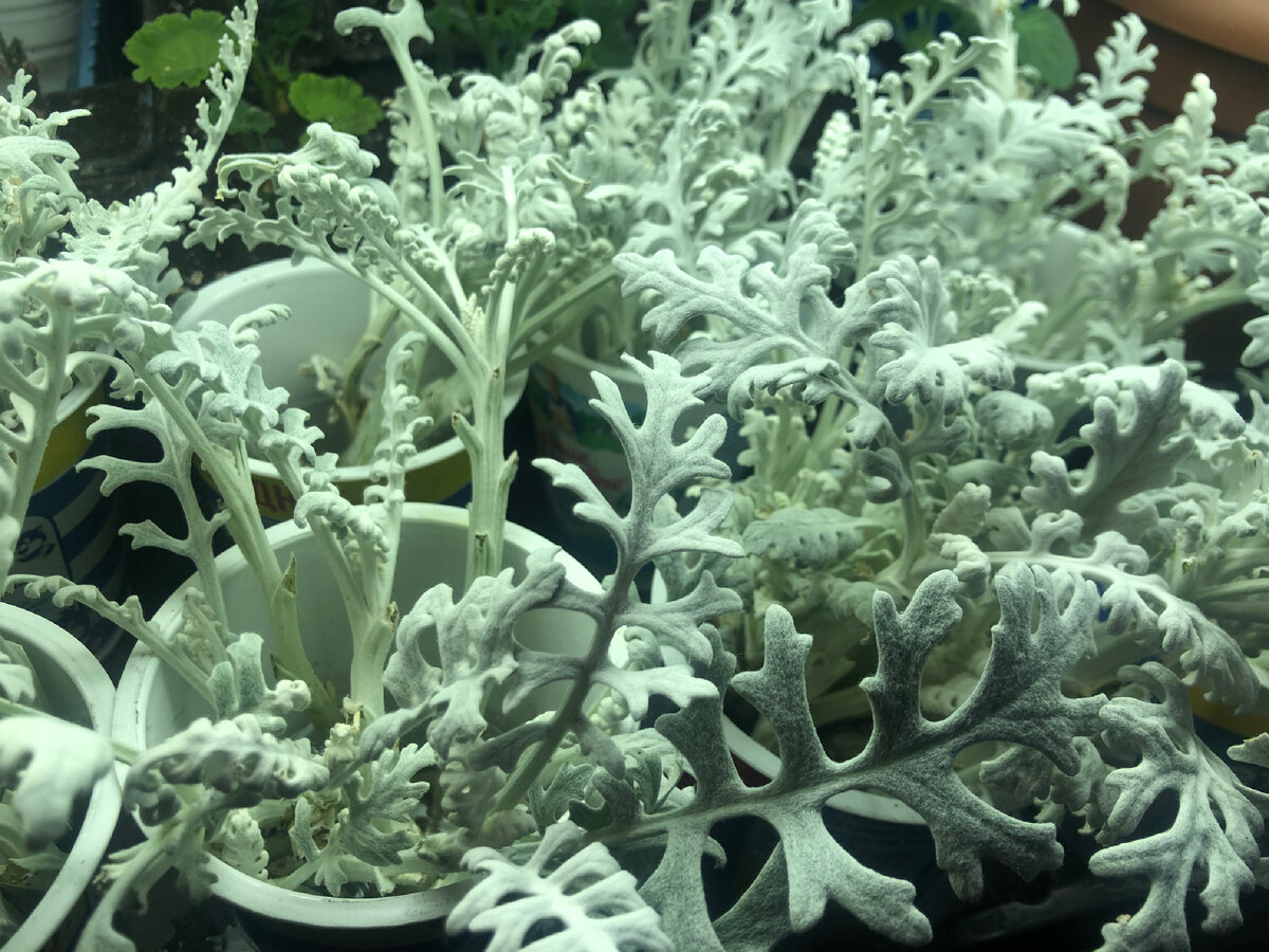 Личное фото 