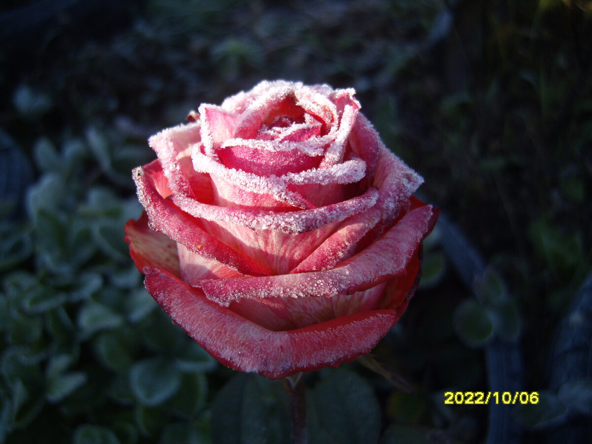 Хрустальная роза Блаш