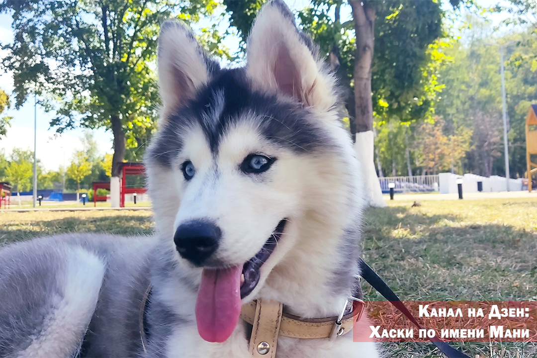 Стоковые фотографии по запросу Хаски зимой