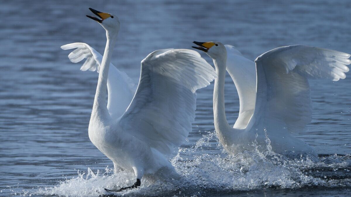   Зимовка лебедей в Алтайском крае© РИА Новости / Владимир Вяткин