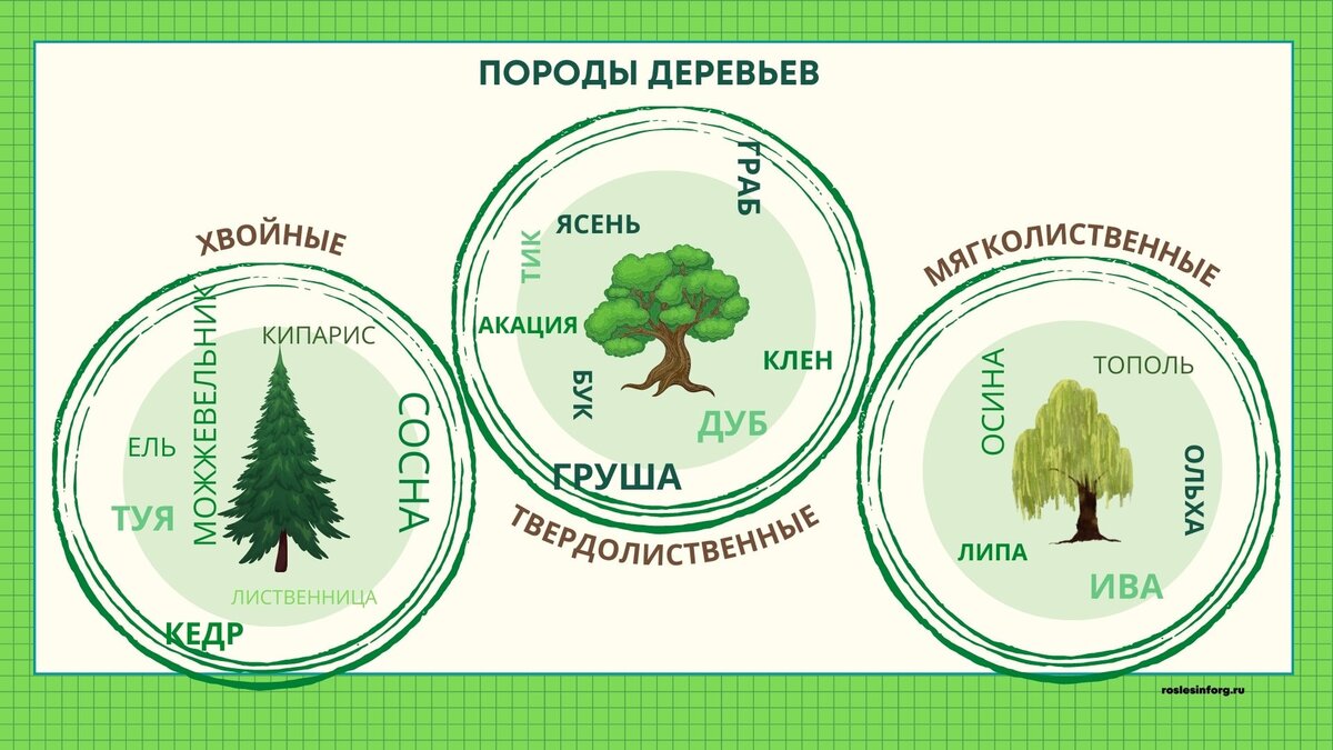 Породы деревьев, которые высаживают при лесовосстановлении