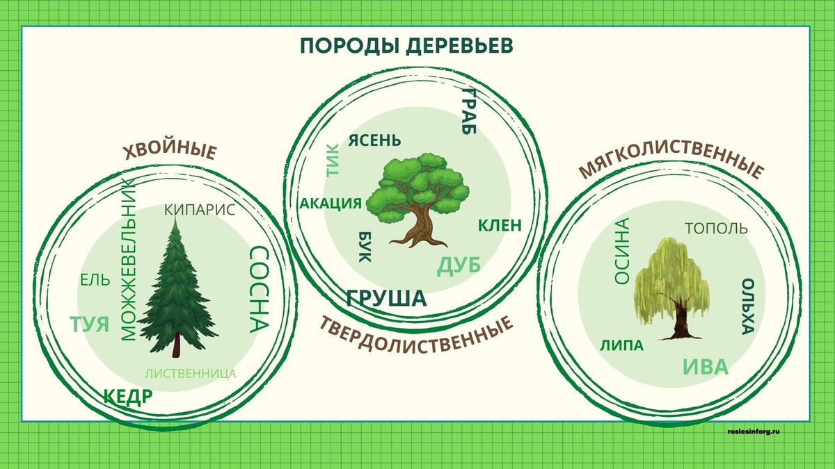 Форма проекта лесовосстановления