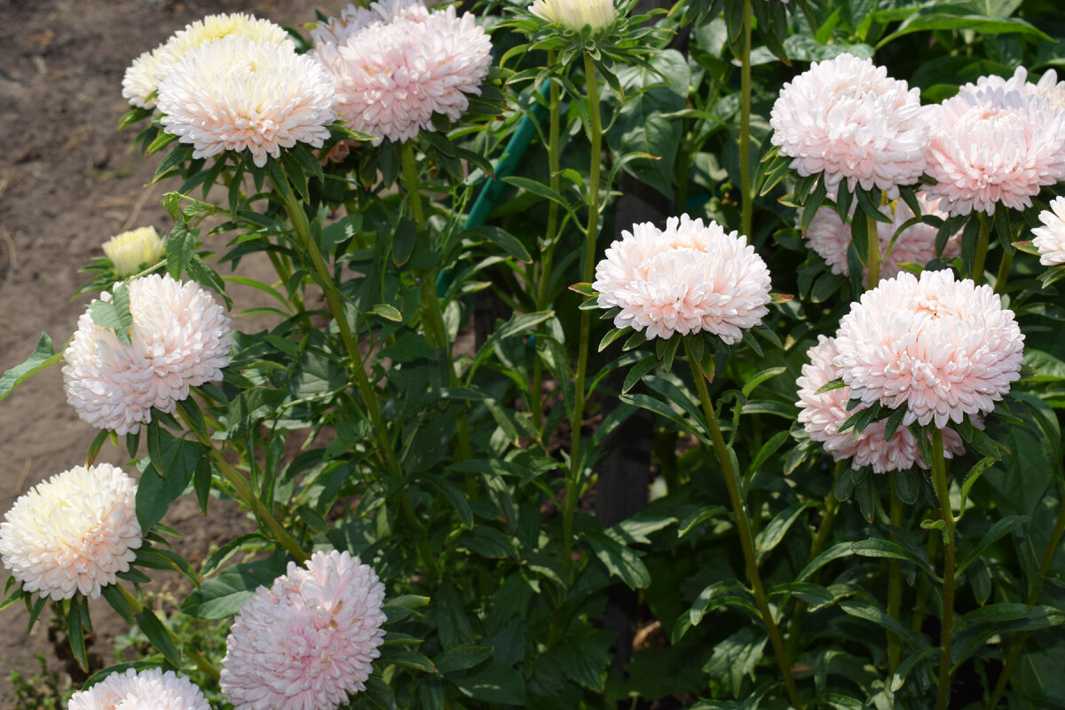 очень красивое цветение астр на клумбе(фото автора)