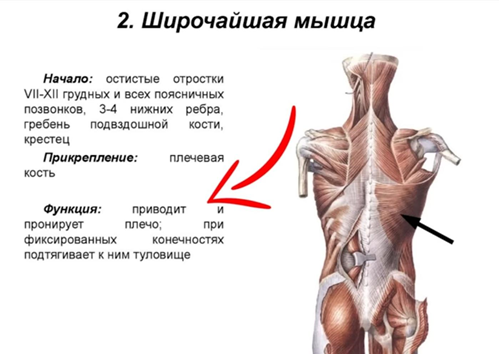 Главная функция широчайшей мышцы спины - приведение плеча к корпусу. 