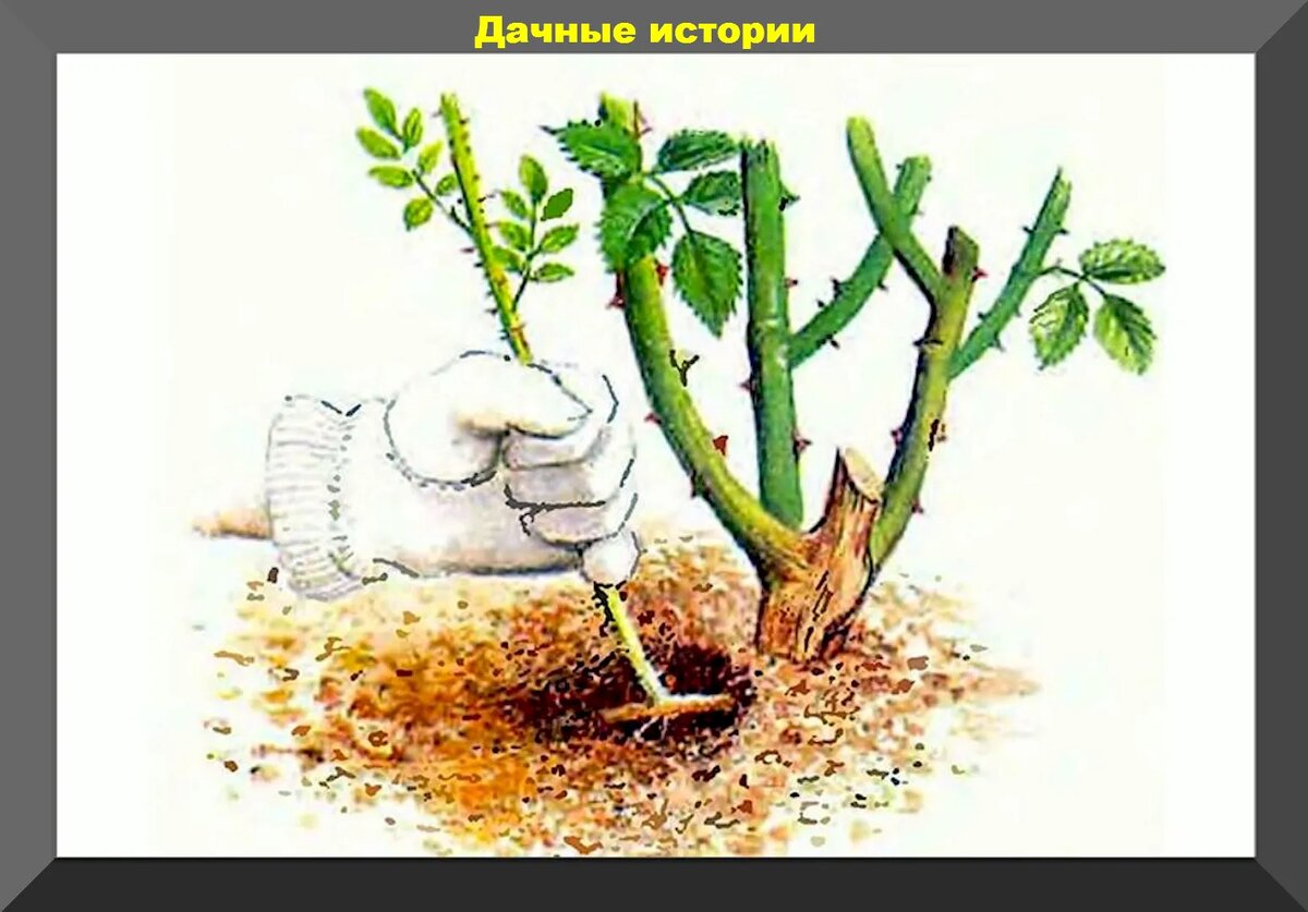 https://vk.com/photo-159774511_457256596