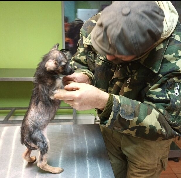 Щенуля Блоха. Одна из 28 собак, ютившихся в квартире, без выгула ...