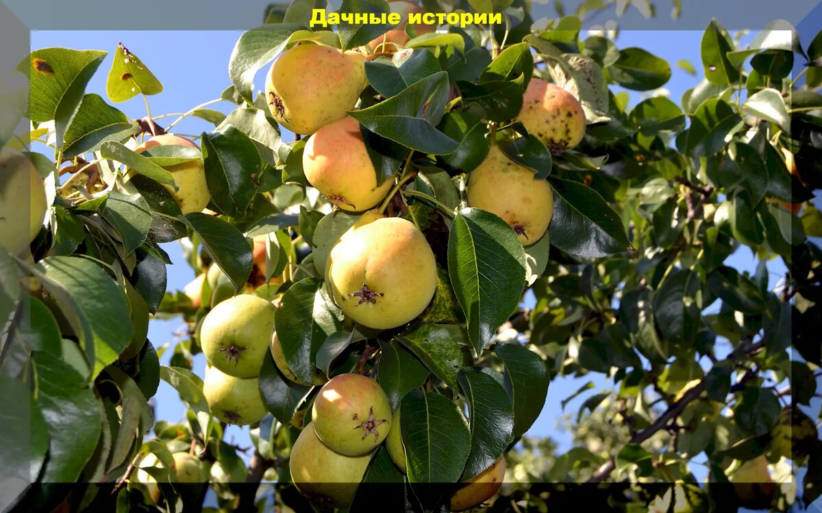 https://vk.com/photo-159774511_457256558.  "Лада"