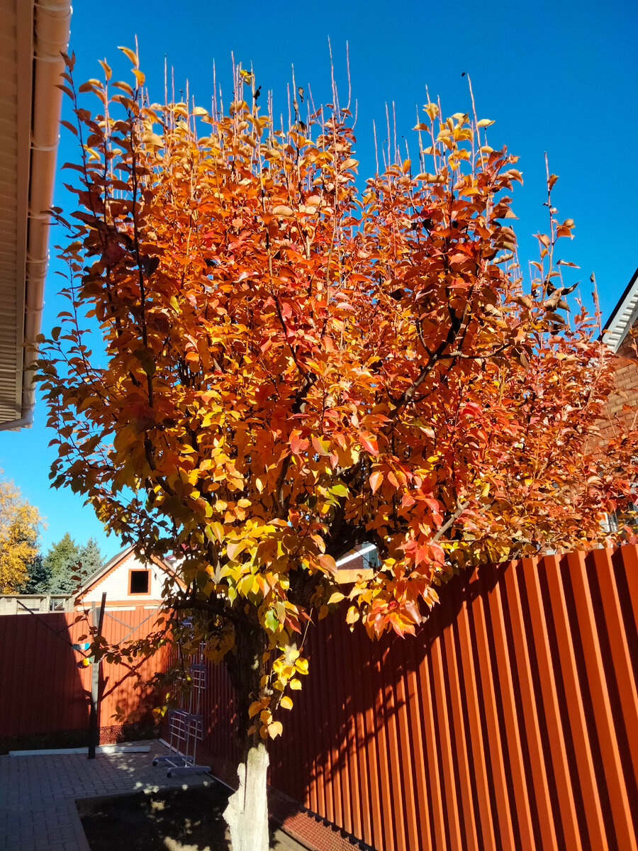 Наша груша переоделась в осенний наряд