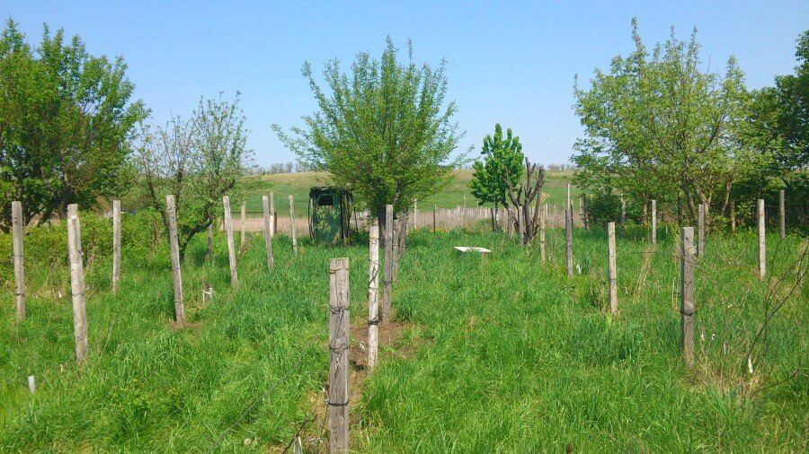 Довольно чистый участок. Разве что, заставленный столбами - предполагаемые виноградные шпалеры.