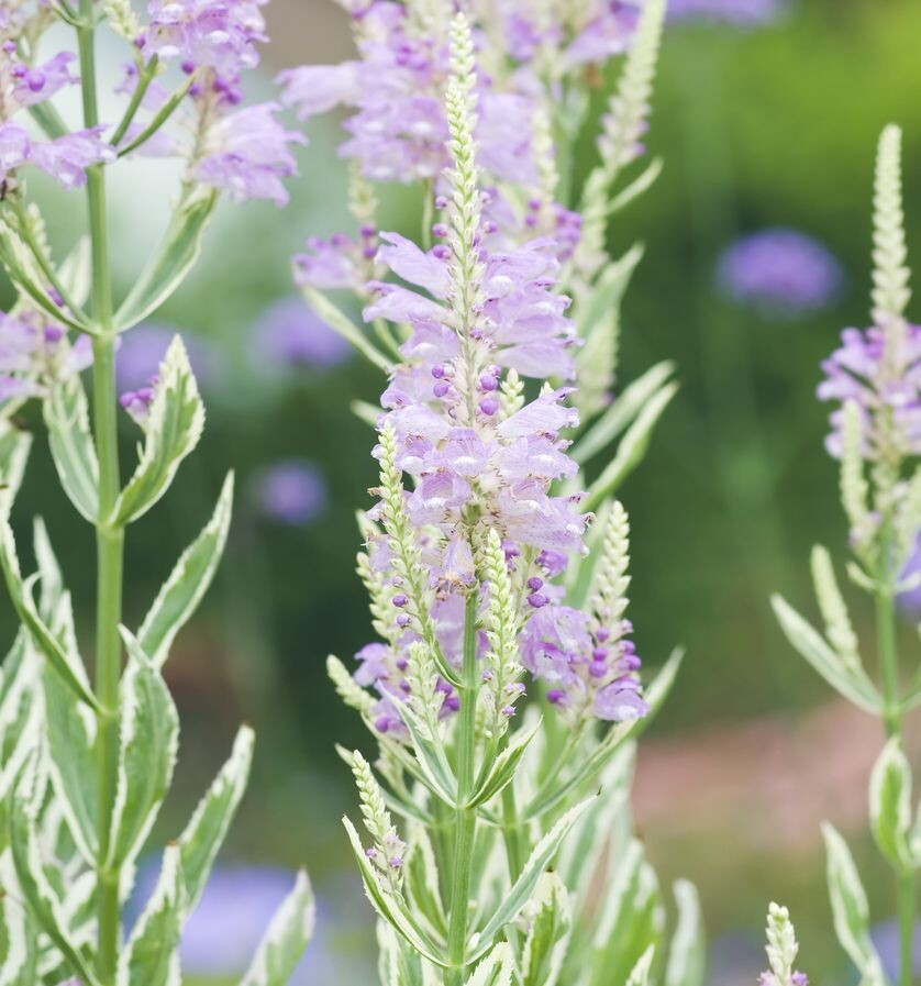    Физостегия виргинская Variegata