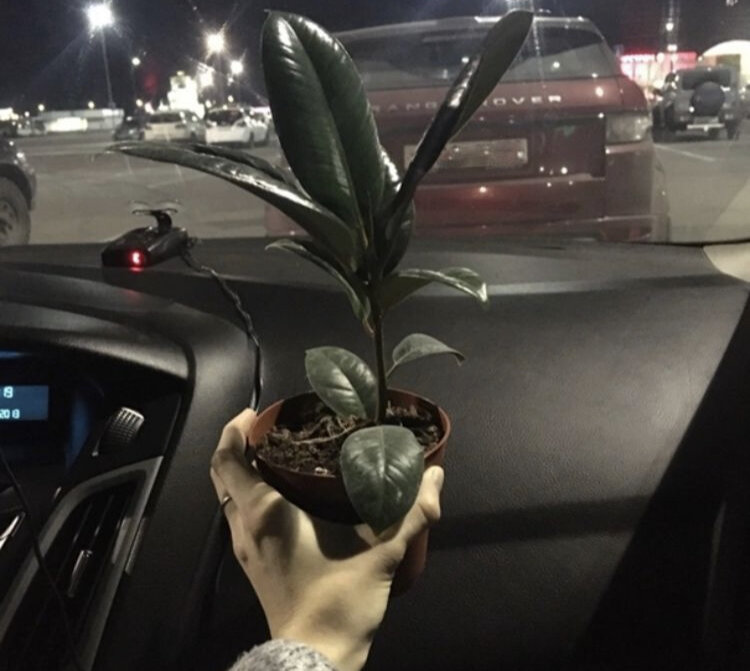 Тот самый первый фикус. Фотографировала по пути домой сразу после покупки. Показать какой он сейчас?