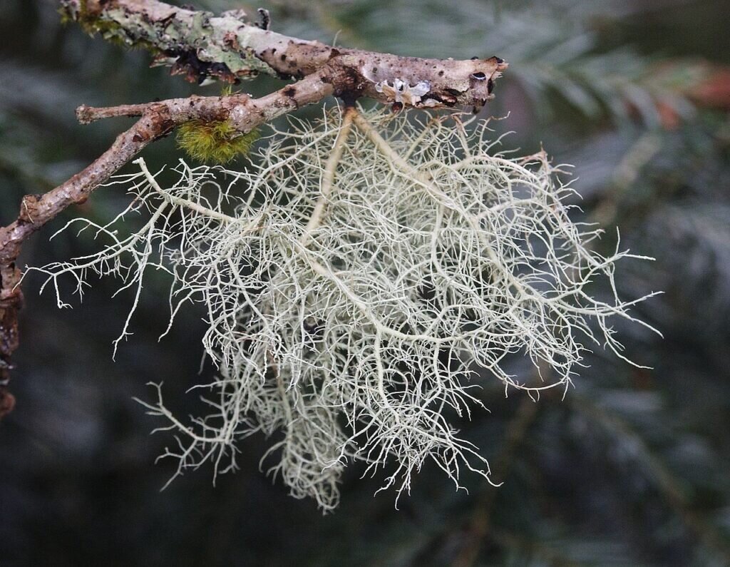    Лишайник Usnea filipendula / © wikipedia