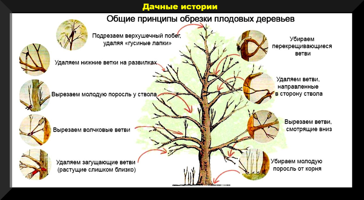 Груша Красавица Черненко зеленовато-желтая с красным румянцем (осенний сорт)