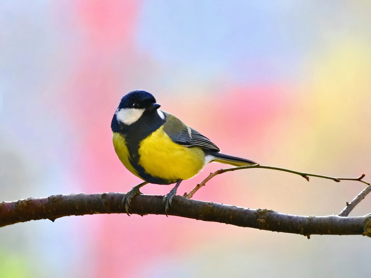 ФОТО: FREEPIK.COM / MONTYPETER