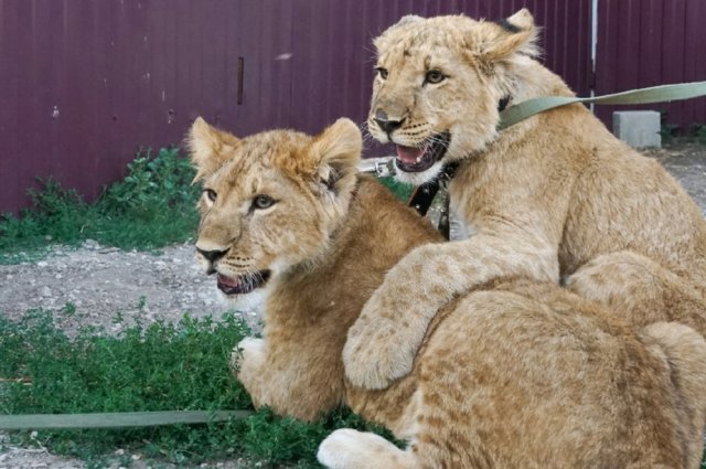    Как сложилась судьба львят, спасенных полицейскими из рук контрабандистов?