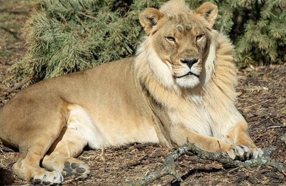 Картинки лев и львица с надписью - 67 фото