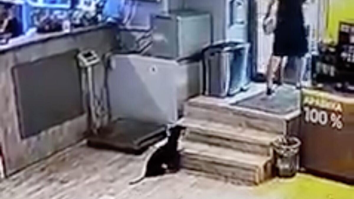    Кадр записи с камеры видеонаблюдения в ветклинике "Клевер"