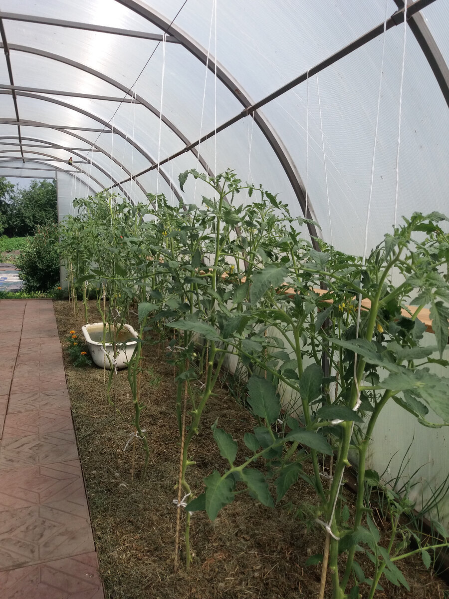 Только в теплице можно создать оптимальный микроклимат, благоприятный для выращивания культур, любящих тепло, свет и влажность.