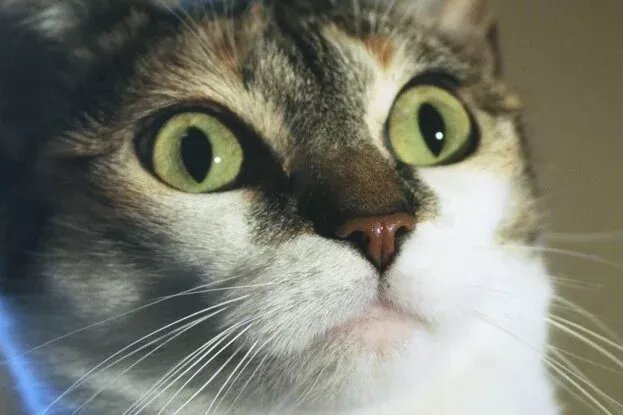     У кошачьей мяты есть секретное свойство: вот зачем кошки теребят и грызут листья