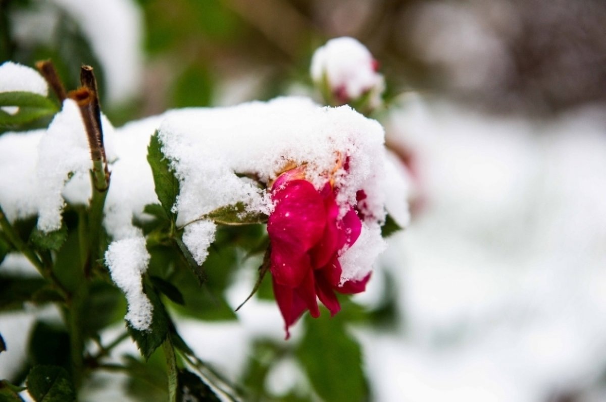    19 ноября в Тульской области ожидается снег и до -4℃