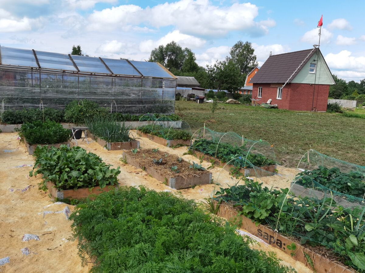 огород, созданный с нуля в мае 2022г, фотография от 9 июля 2022г