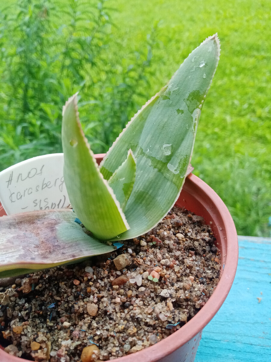 Aloe karasbergensis