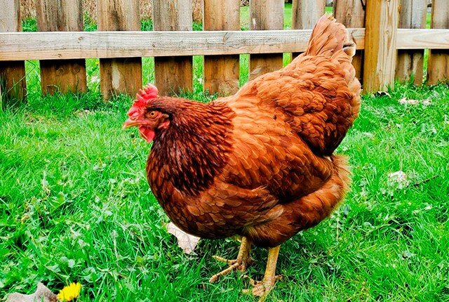 Группа куриц как называется. Жизненный цикл курицы. пенсия курица. жизненный цикл курицы для детей.