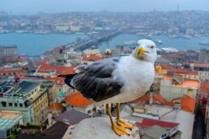    Фото: photographers.ua Мария Скорина