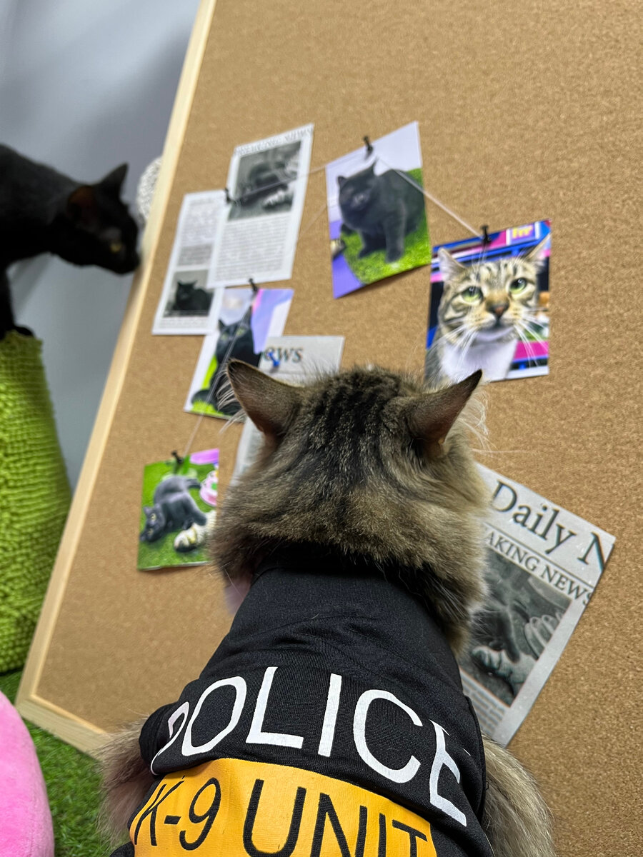 Котмиссар из FrrFrr House 