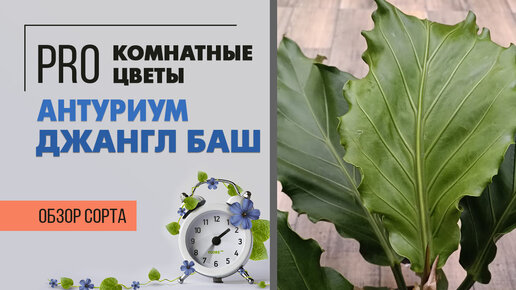 Антуриум Джангл Баш - декоративно лиственный сорт антуриума | Мощь и сила джунглей