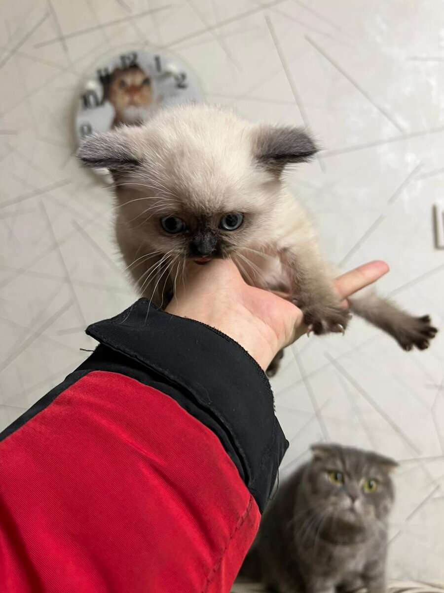 Первое знакомство. 