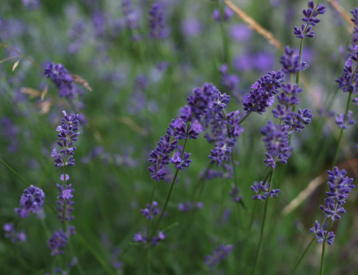 Лаванда узколистная из семян.
