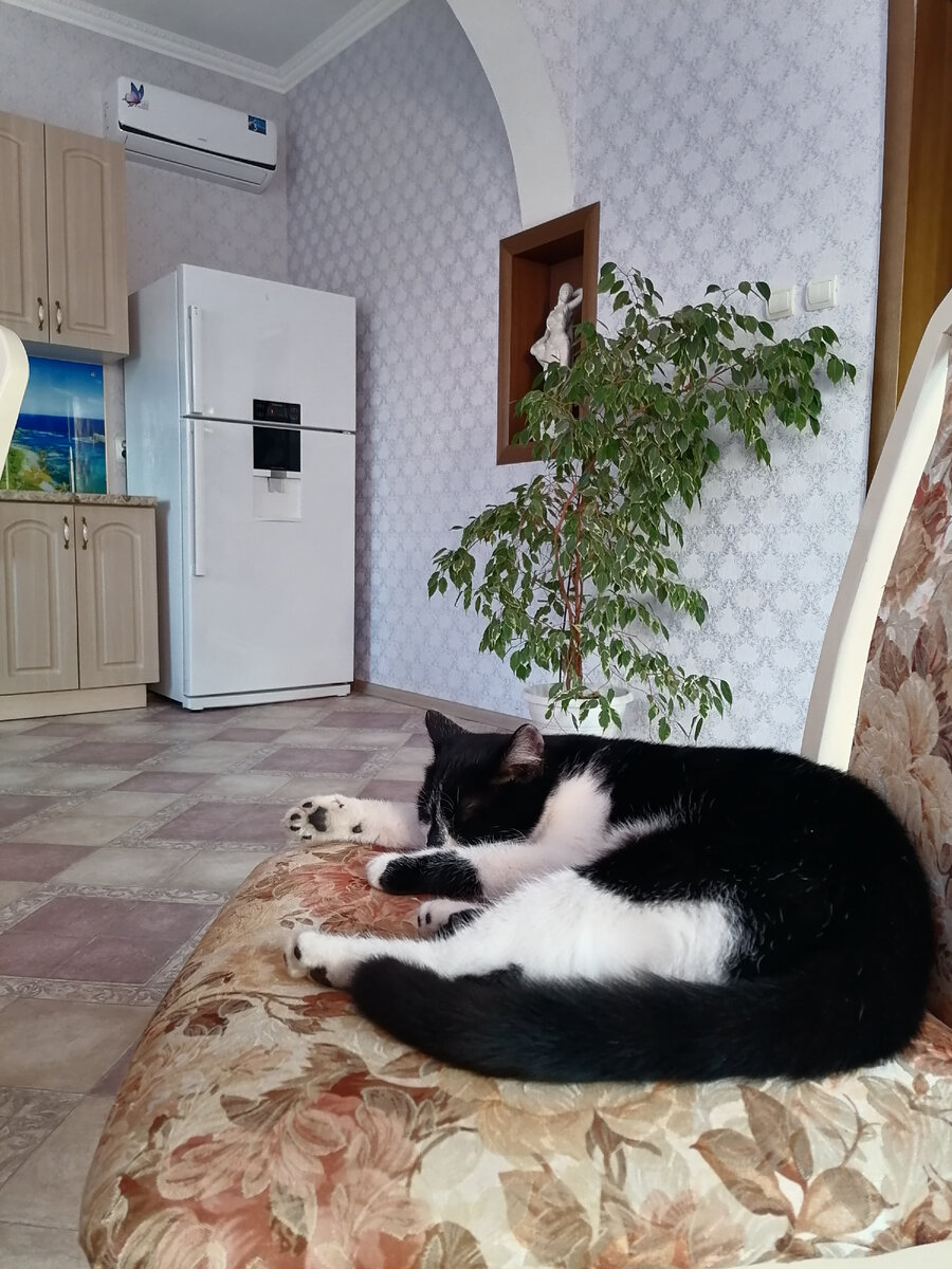 Кусочек кухни, фикус и спящая кошка (кухня убрана) 