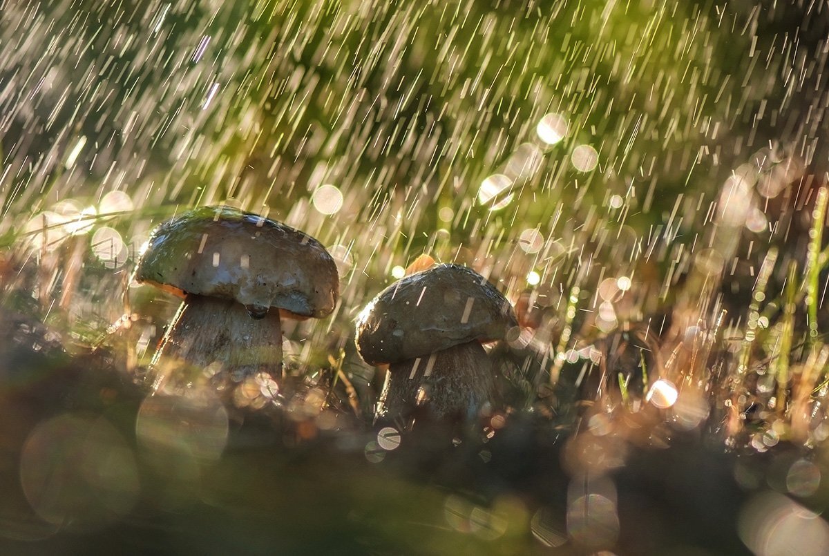 Грибной дождь