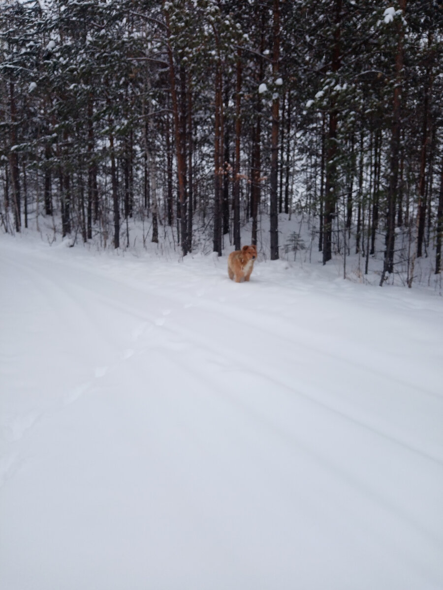 Пёс кличка рыжий