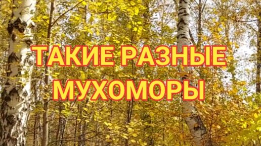 Такие разные мухоморы. Сериал 