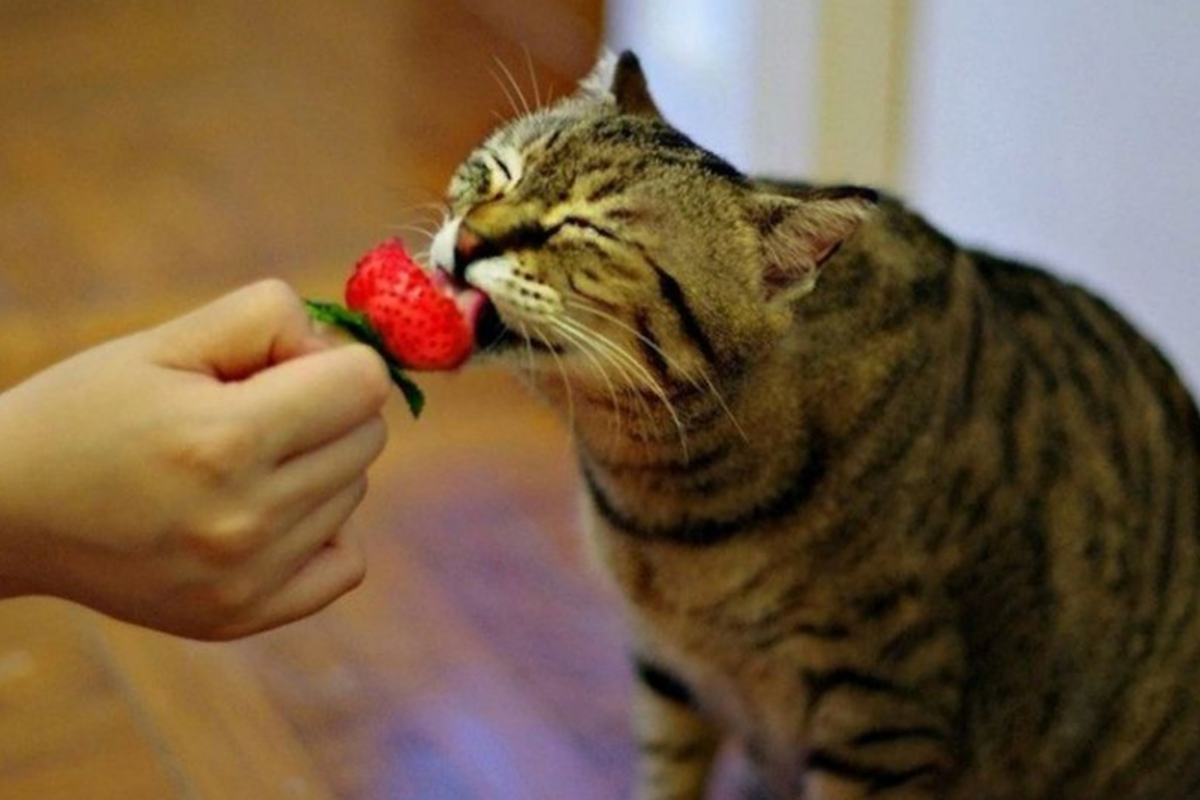 Кот ест клубнику. Котики фрукты. Котенок с клубникой. Животные кушают. Кошка съела тюльпан
