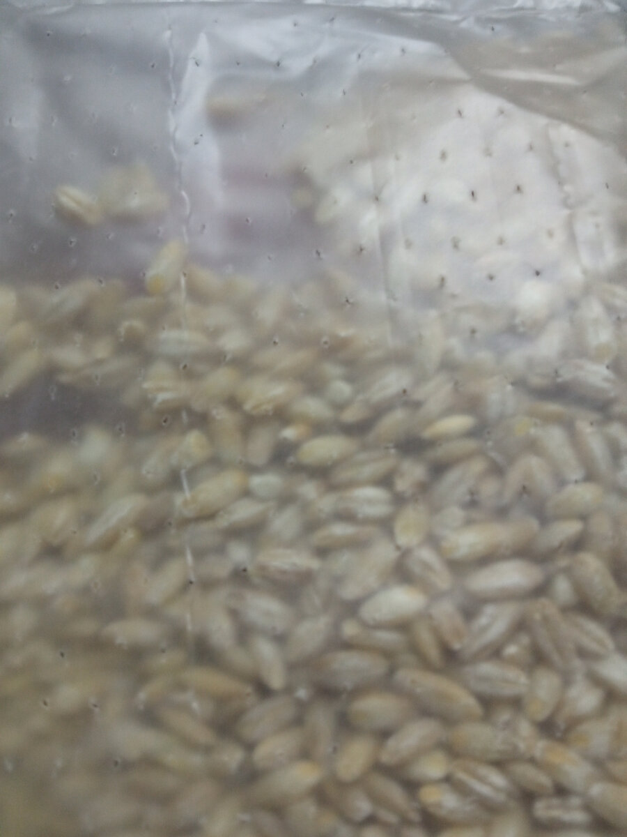 Фото автора. Перловка в пакете. 