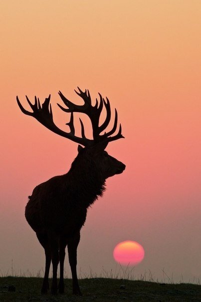 Сказка для взрослых . Плюс 18. 