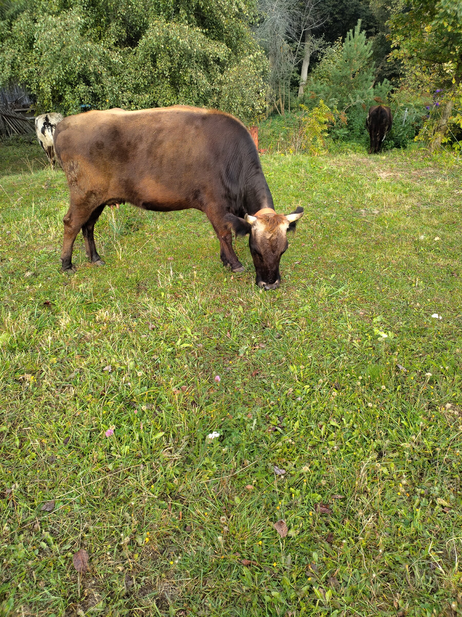 Чунькина мама, Кун Ойуута - утреннее солнышко