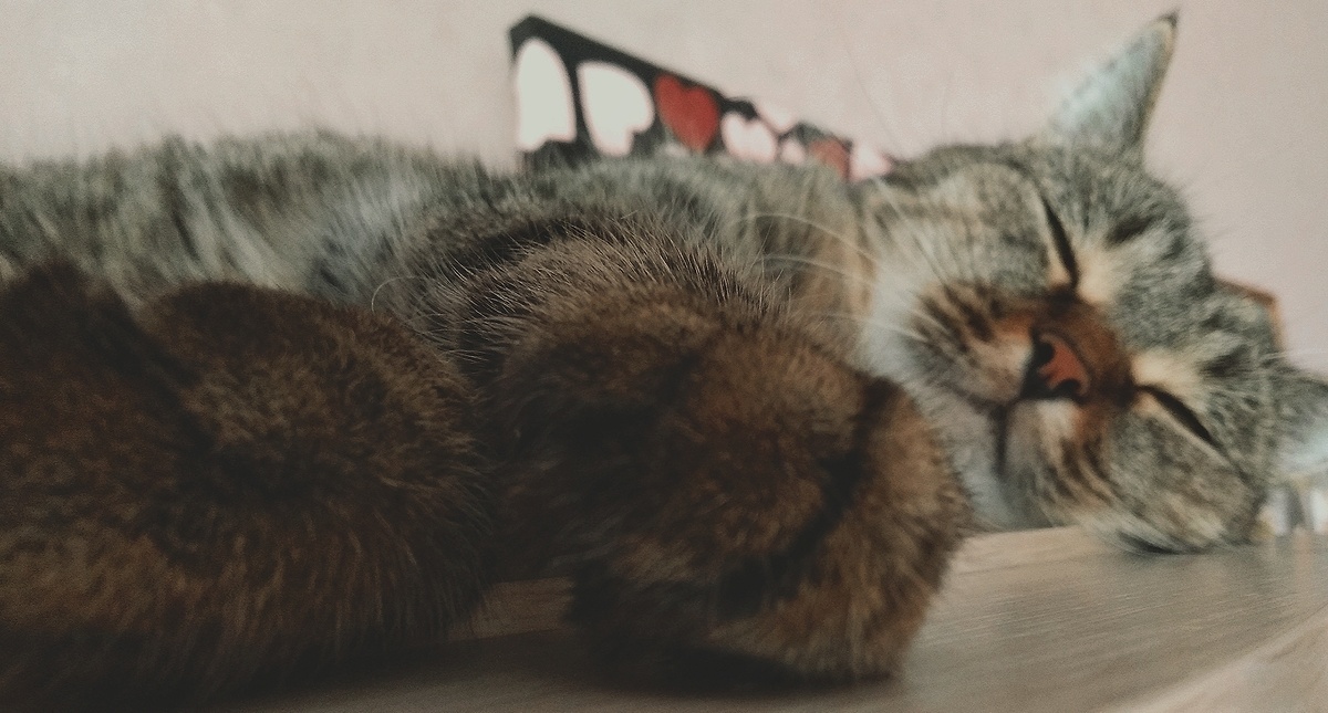 Фото автора. Сладкие сновидения Джозэфины