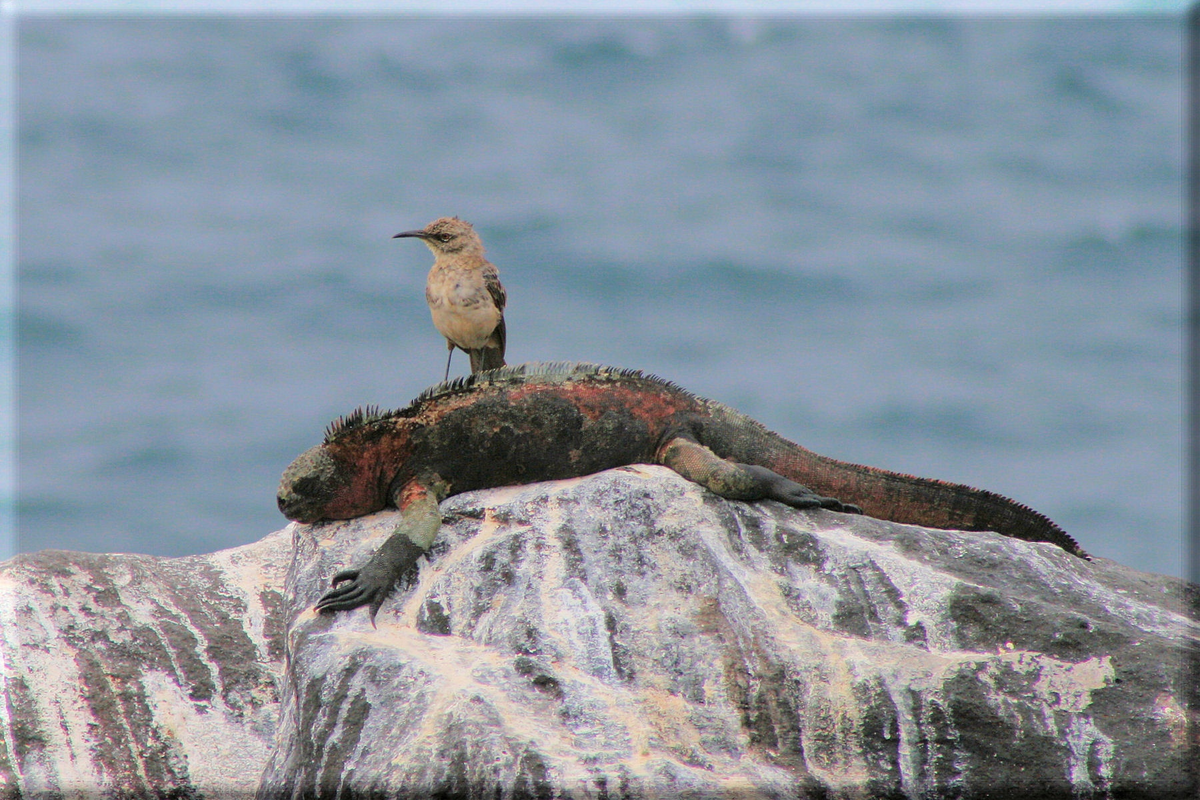 Побеждён и сломлен. 