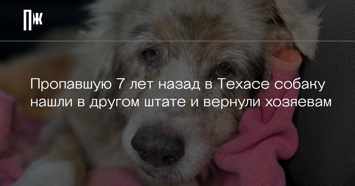     Пропавшую 7 лет назад в Техасе собаку нашли в другом штате и вернули хозяевам