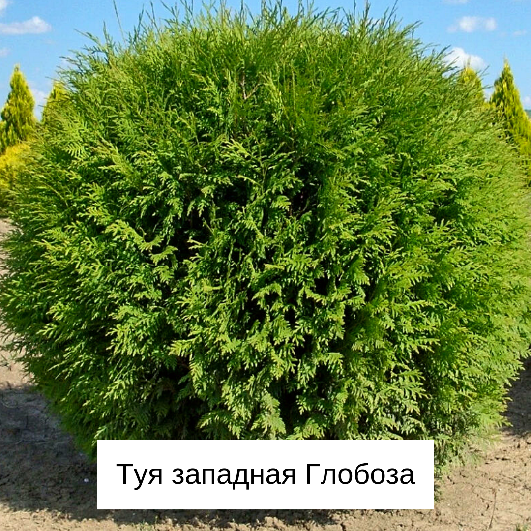 3 кустарников. Туя Западная Глобоза. Туя Глобоза и спирея. Туя Западная на штампе. Туя Смарагд на штамбе.