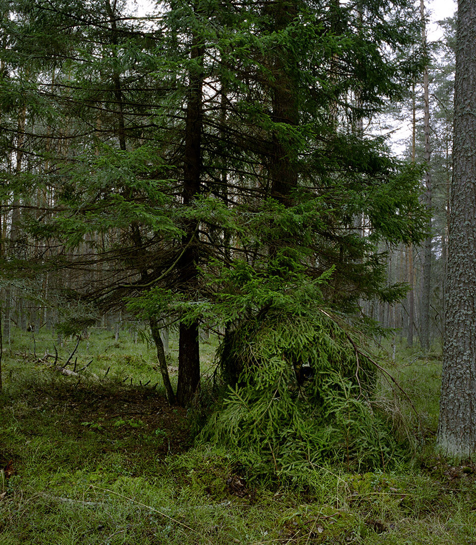 Укрытие  (палатка) для фотосъемки, установленное на глухарином току в апреле