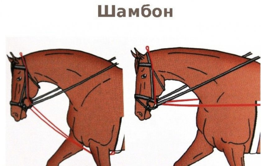 Как работать лошадь на корде: команды, средства, рекомендации