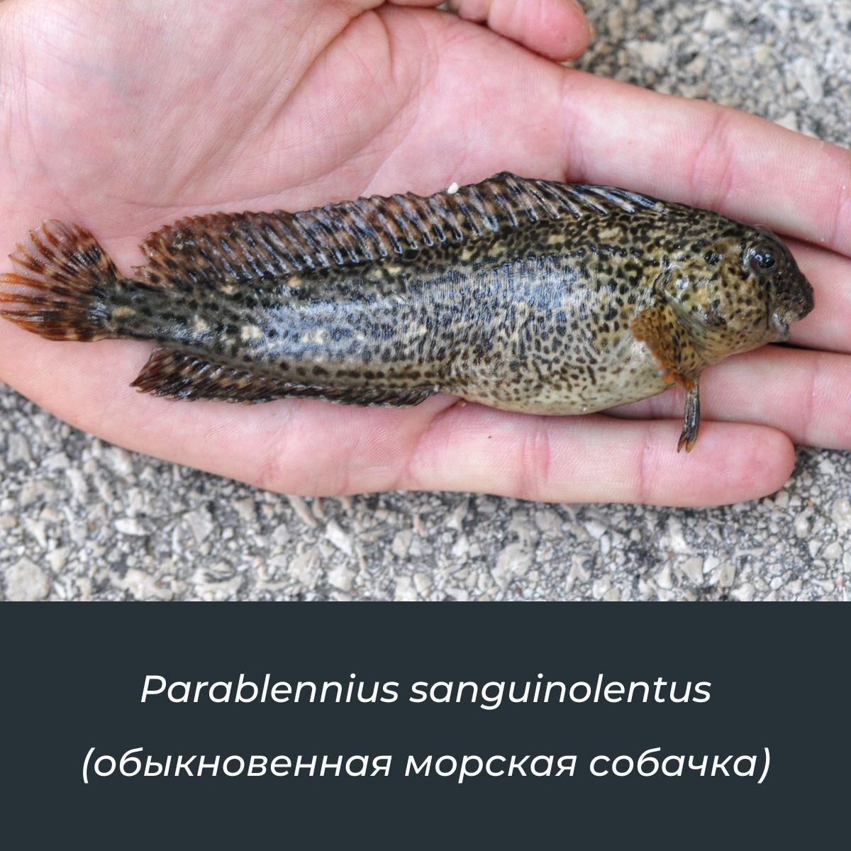 собачка рыба черное море