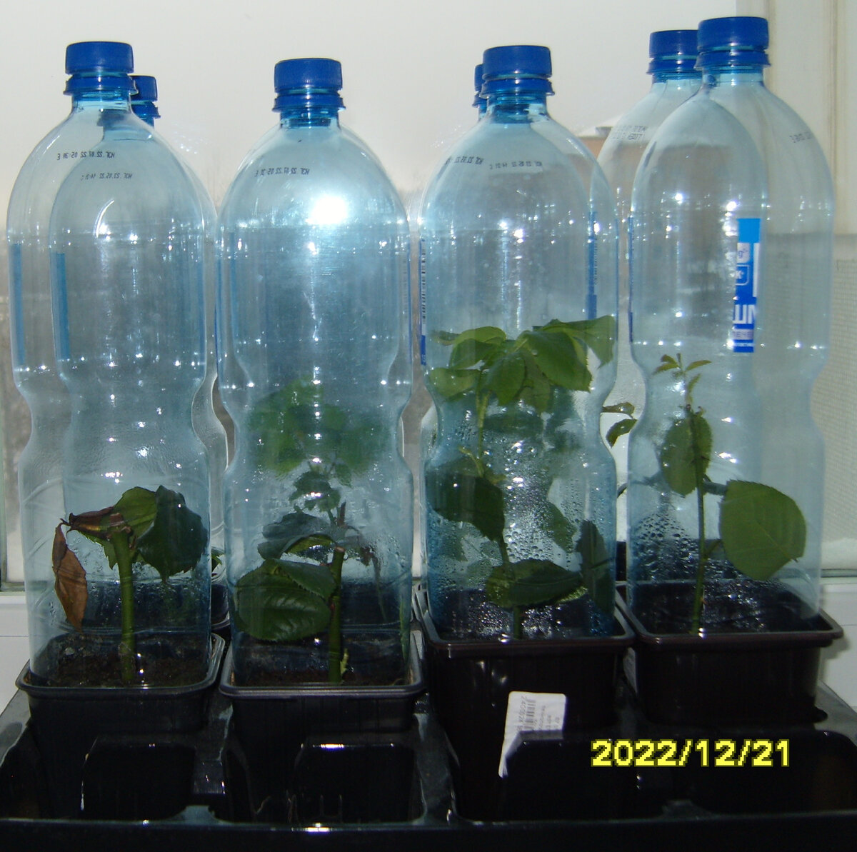 Состояние укорененных черенков роз на 21 декабря